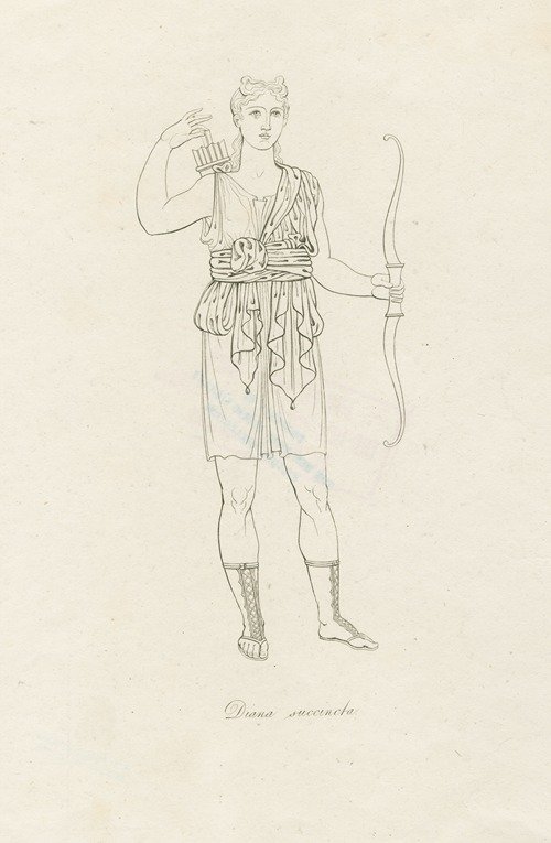 Diana succincta (1812)