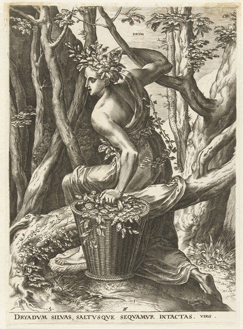 Dryas (1564)